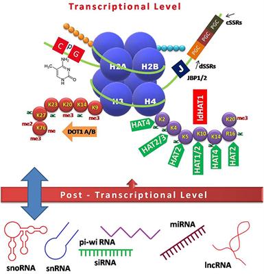 Leishmania-Host Interactions—An Epigenetic Paradigm